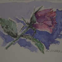 2011, “Rosa su sfondo bleu”